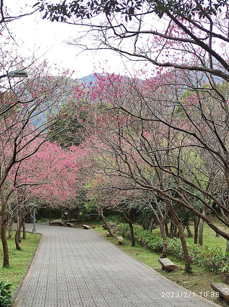櫻花步道與山景