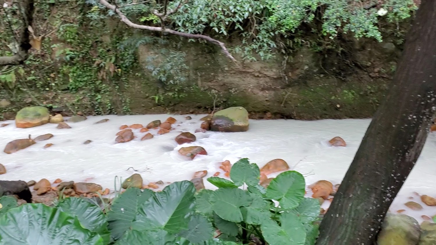 乳白色溪水流經布滿岩石的溪床，四周被茂密綠色植物包圍