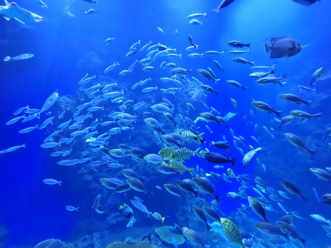 魚群悠游畫面