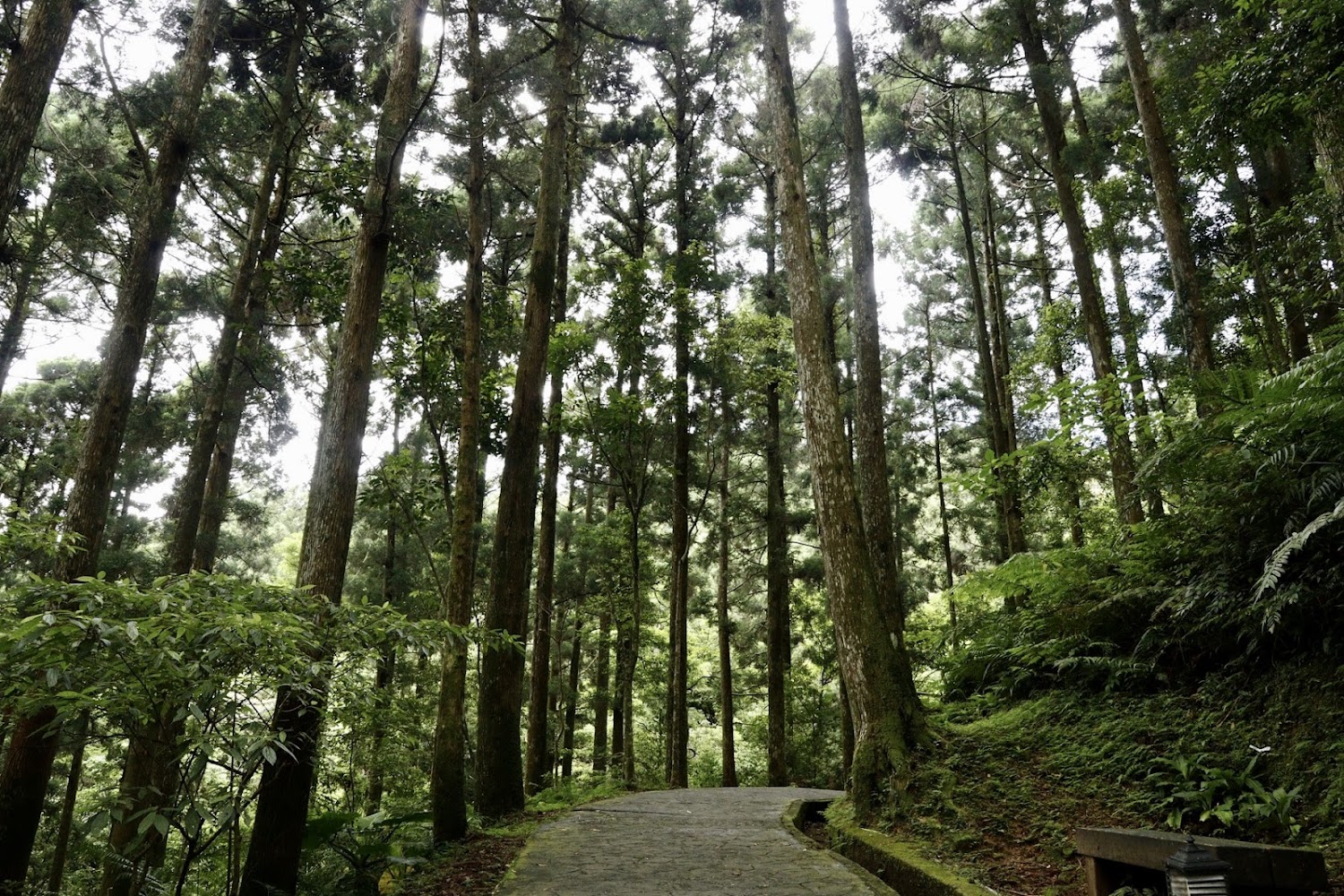 東眼山森林步道蜿蜒林間