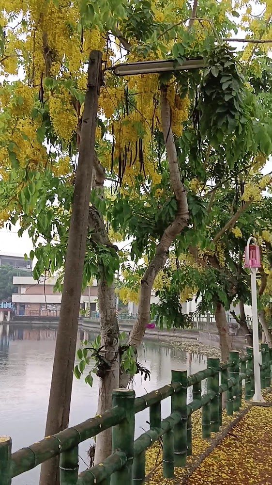 中林湖黃花風鈴木與河邊步道