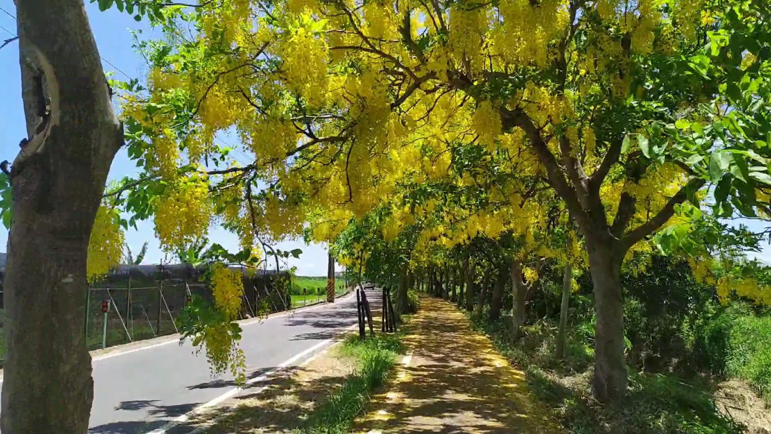 蒜鰲自行車道道路旁盛開黃花與落花