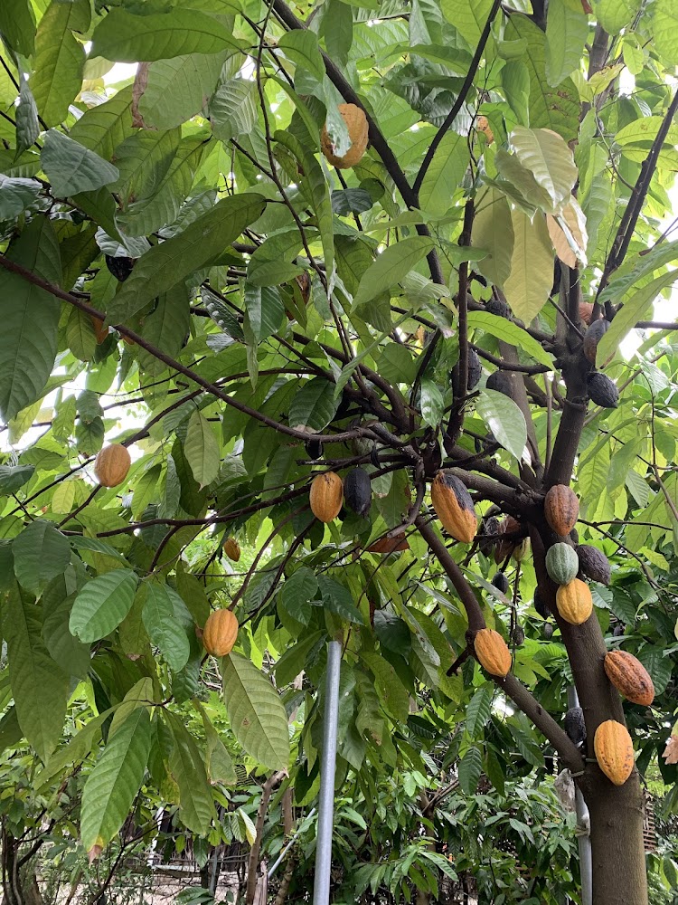 可可樹上結滿不同成熟度的可可果莢，具有教育與拍照價值。