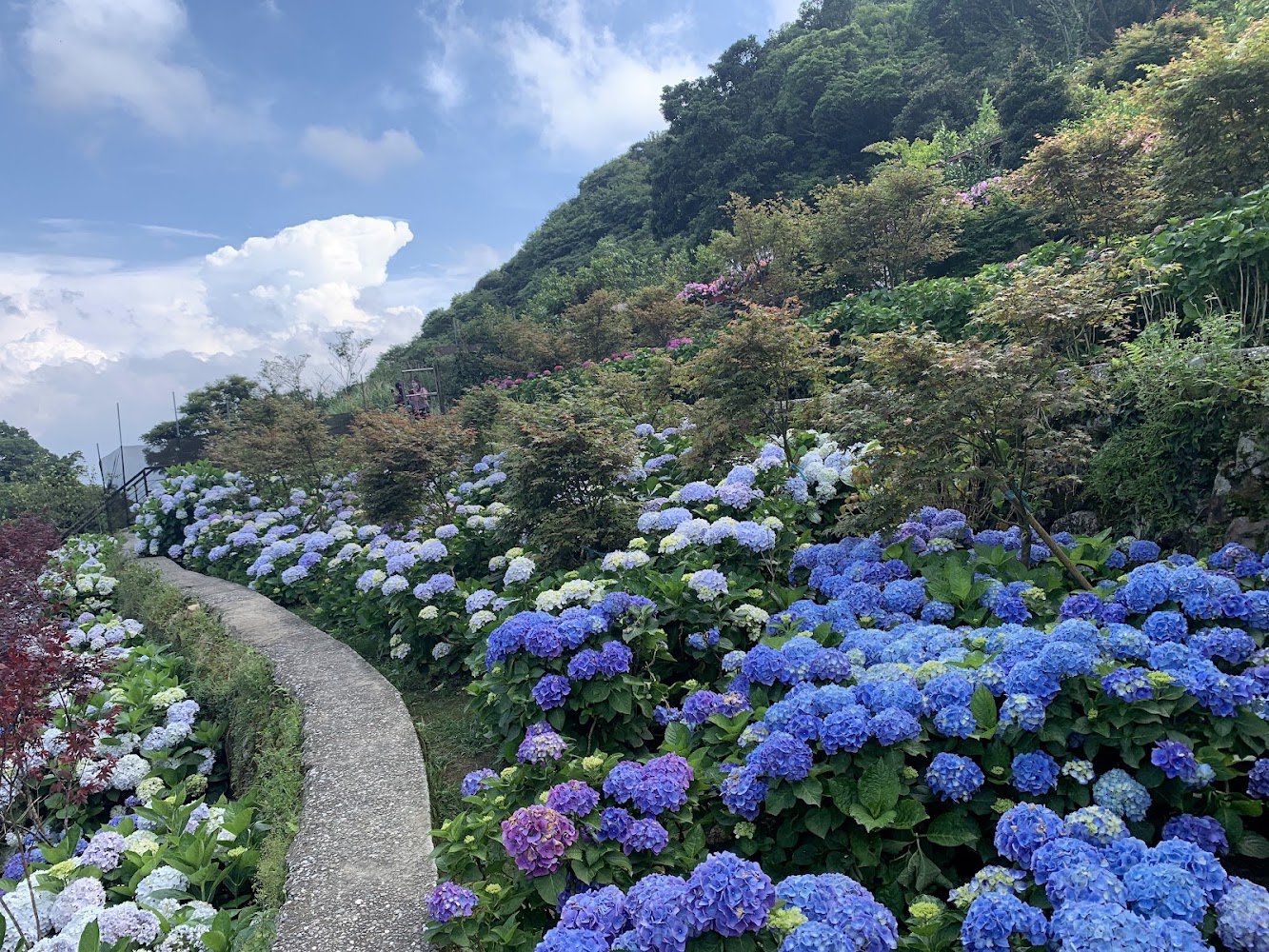 藍紫繡球花山坡步道與藍天