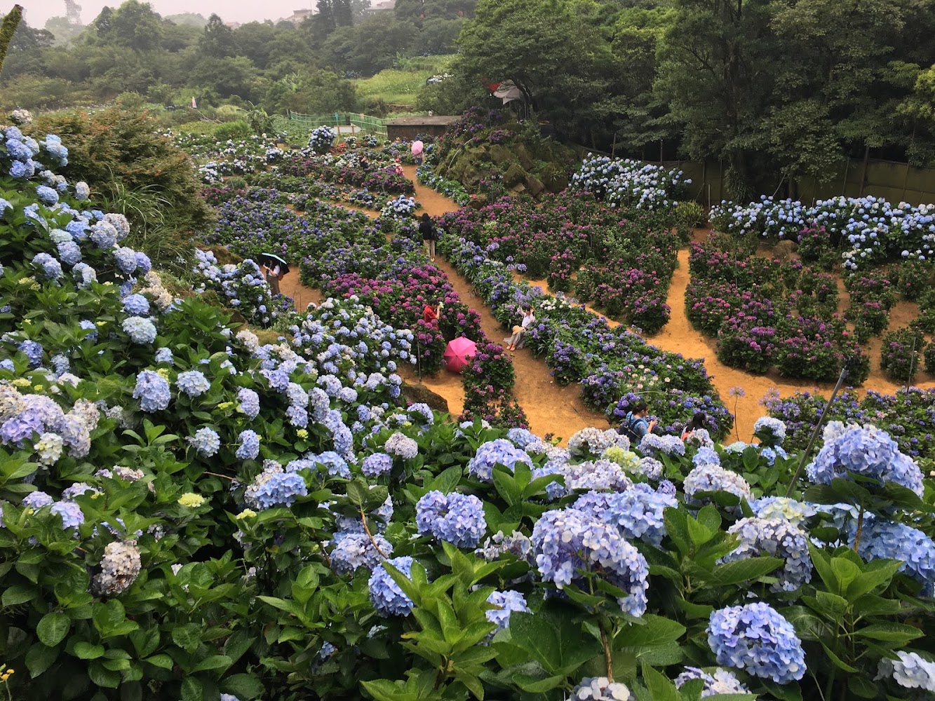 水車寮繡球花園山坡小徑與藍紫繡球花