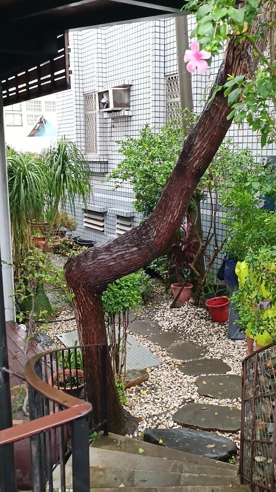 小院子裡有大樹、石板步道與植栽盆景的寧靜庭院空間