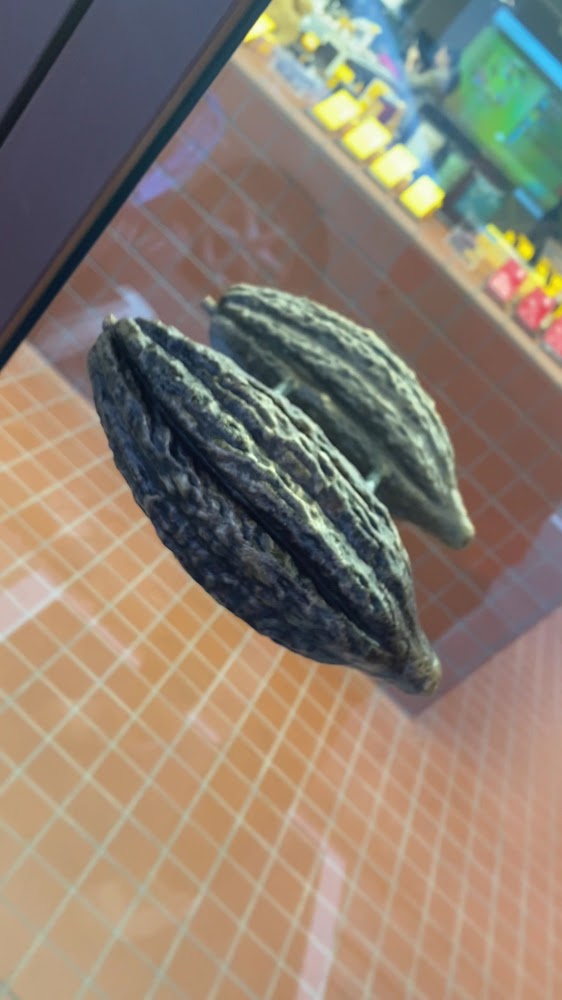 店內可可相關展示物