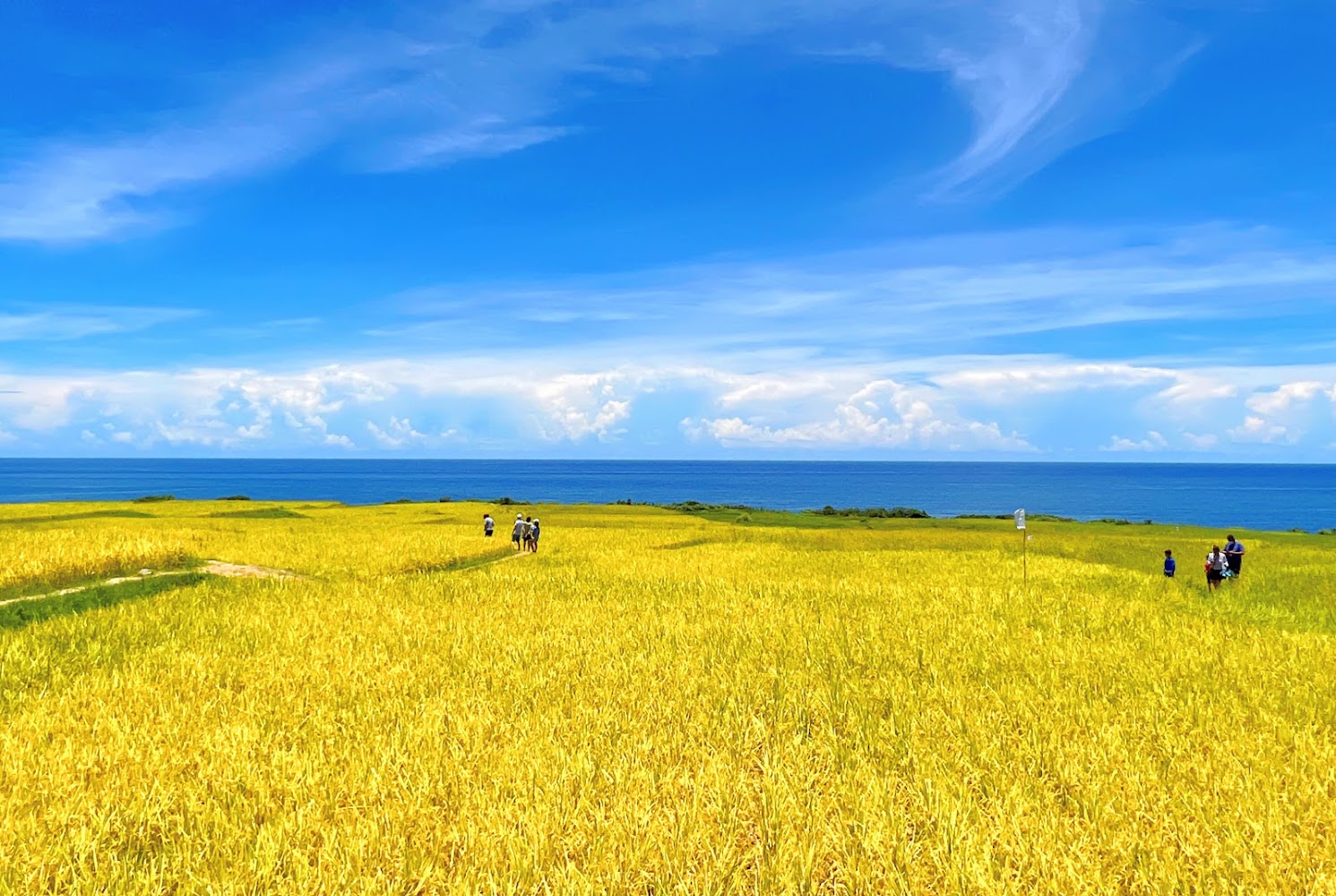 金黃色稻田與遠方海洋天空