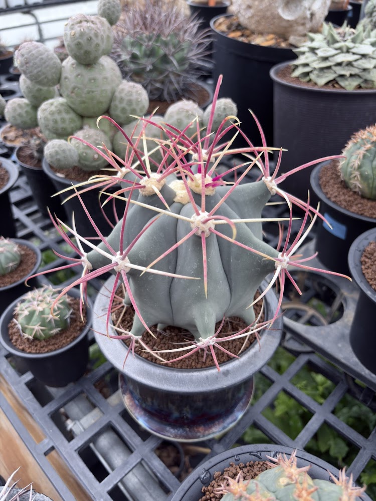 SP多肉植物田尾店展示仙人掌與多肉植物