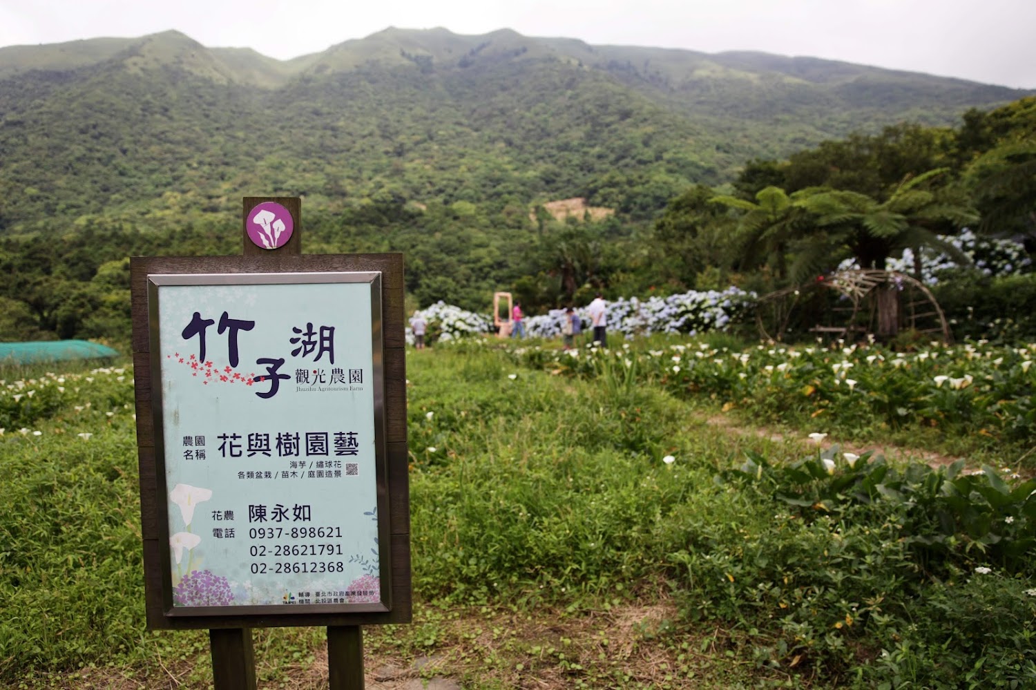 竹子湖觀光農園入口指示牌與花海