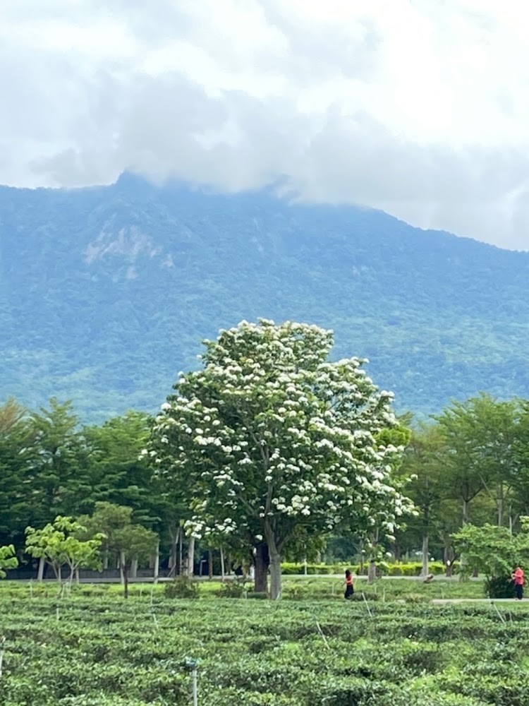 大棵桐花樹與茶園、山脈同框