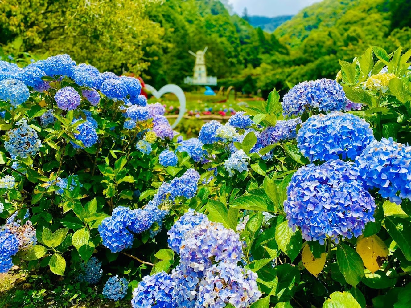 繡球花花園與山景。
