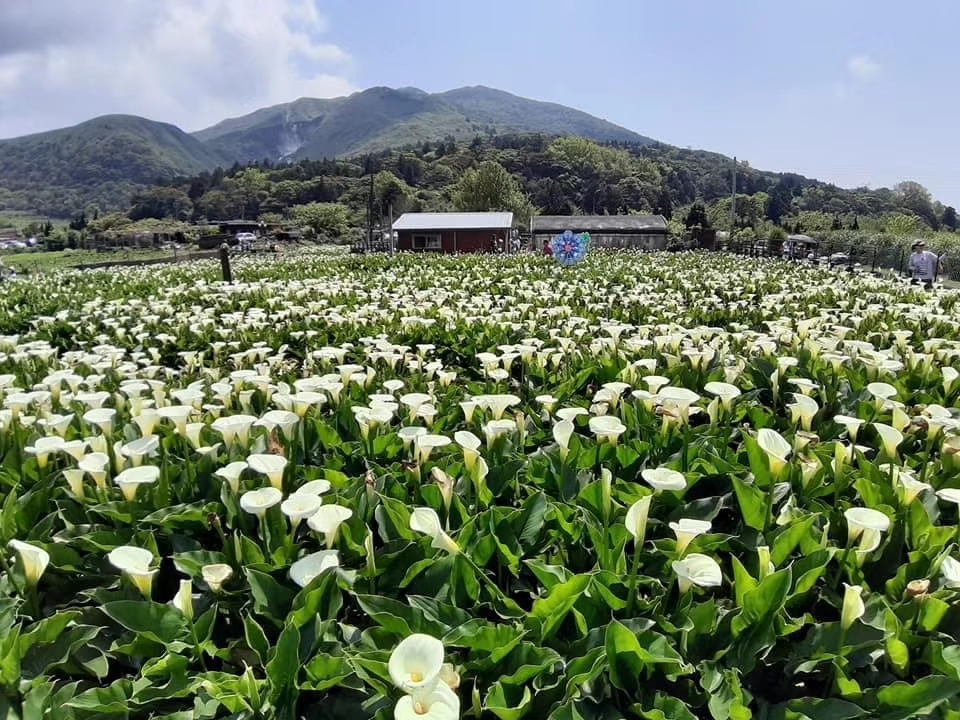 山丘與白色海芋花田景色