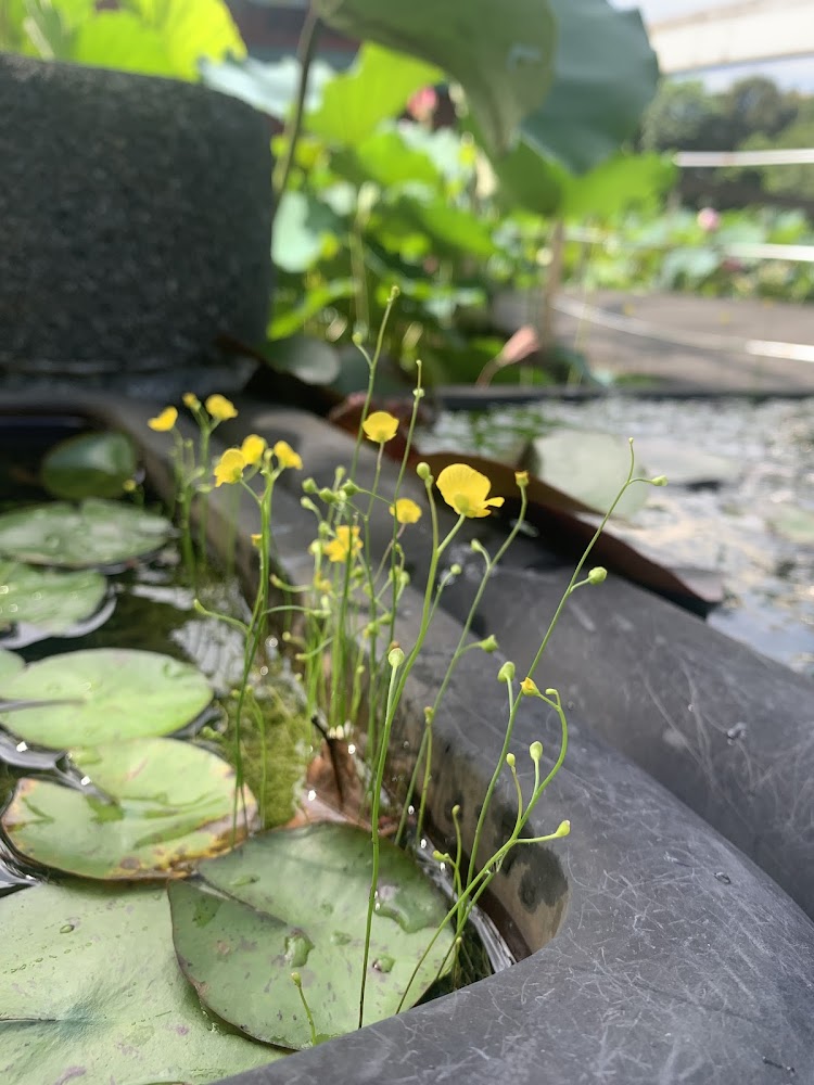 水池中的睡蓮葉和一些細小黃色花朵，周圍大量綠色植物