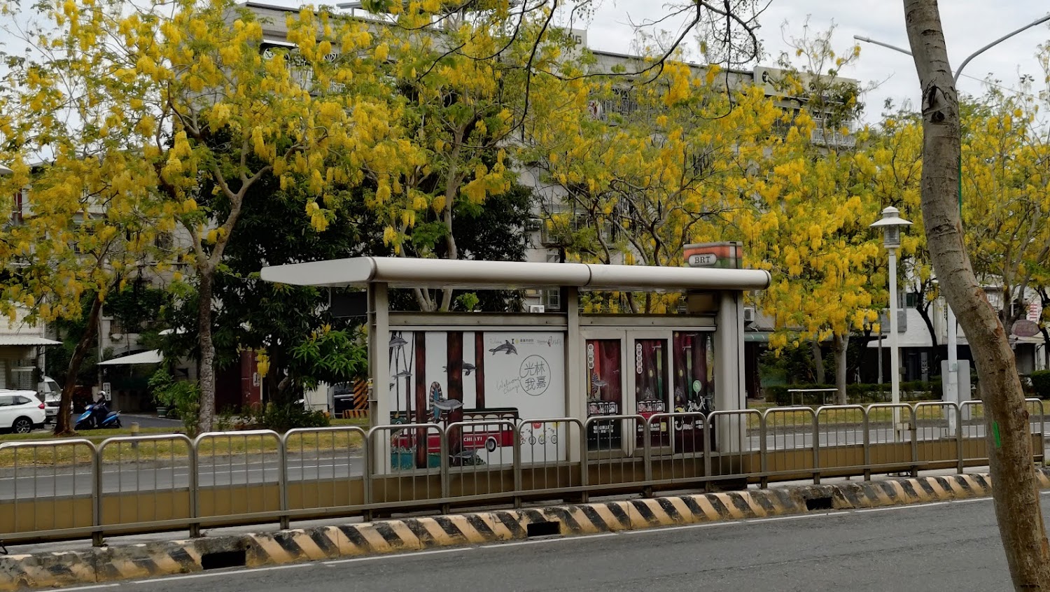 BRT公車站牌與後方黃花樹景