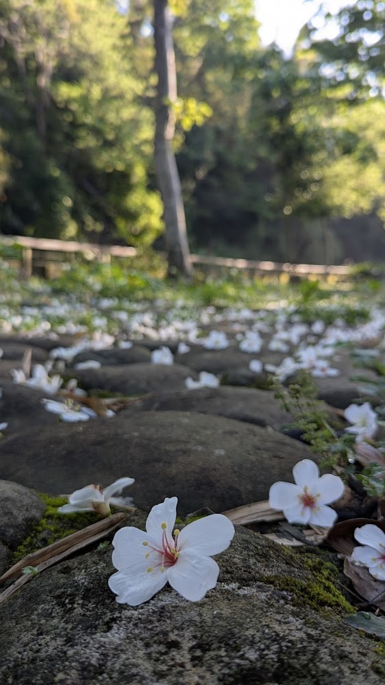 落在石頭上的白色油桐花與森林背景