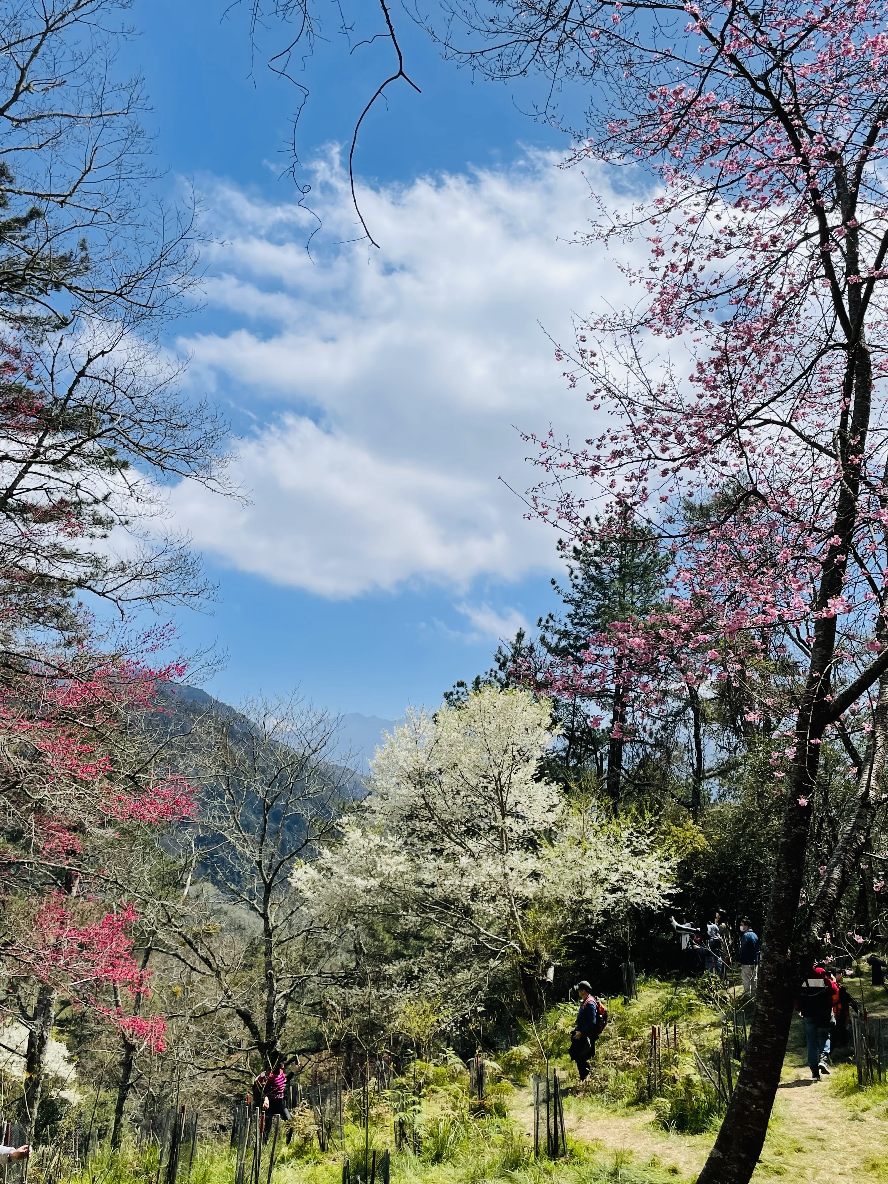 春天山林中的櫻花與遊客散步景色