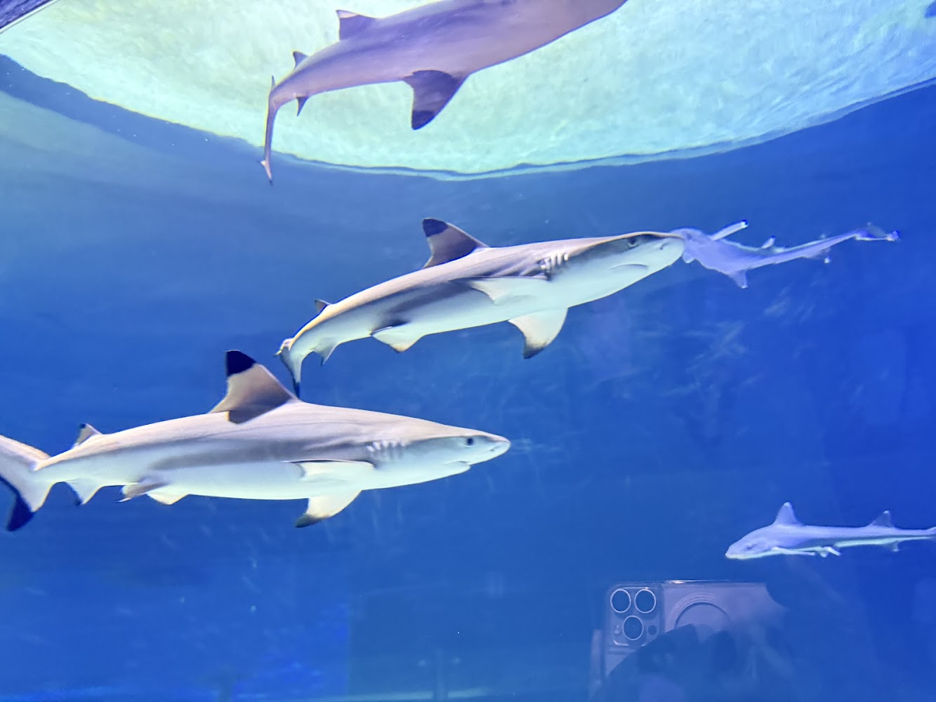 水族館中的幾隻鯊魚優游在藍色水中