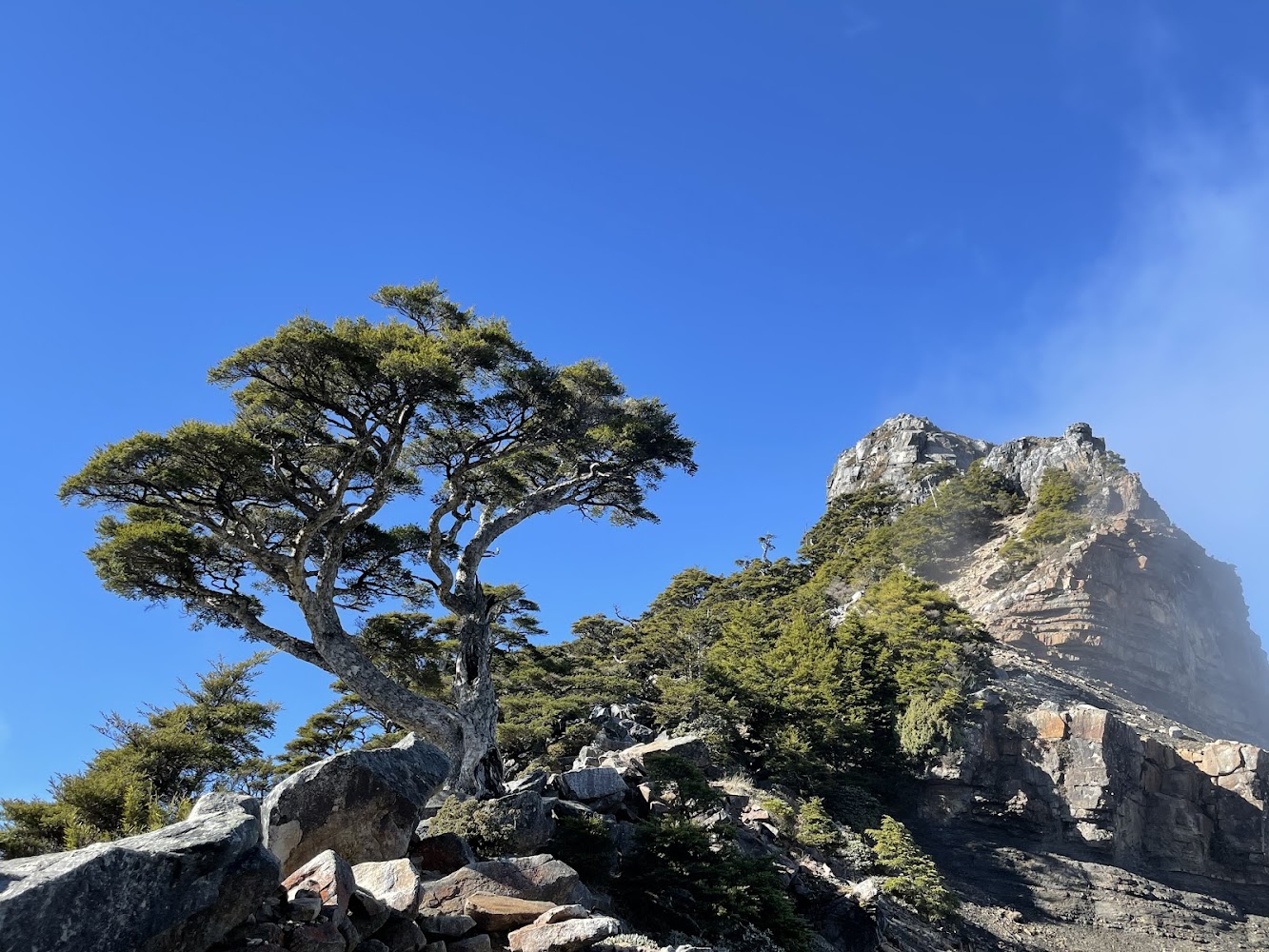 岩石上生長的樹與背景山峰景色