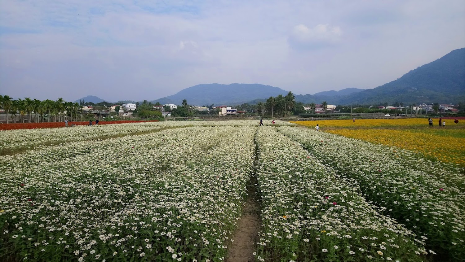 白色、黃色與紅色花朵交織的寬闊花田,遠方可見村莊與青山