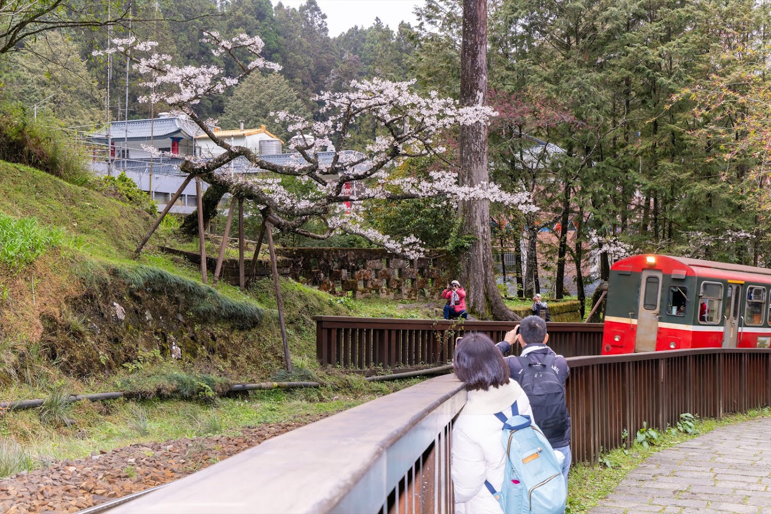 紅色火車與櫻花樹合照場景