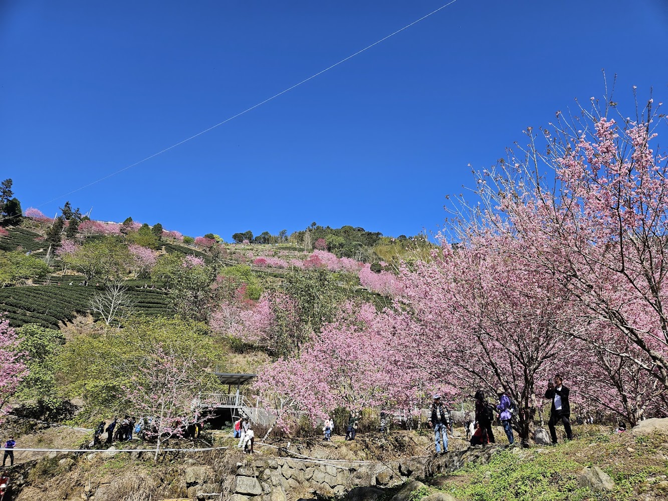 草嶺風景區櫻花景致