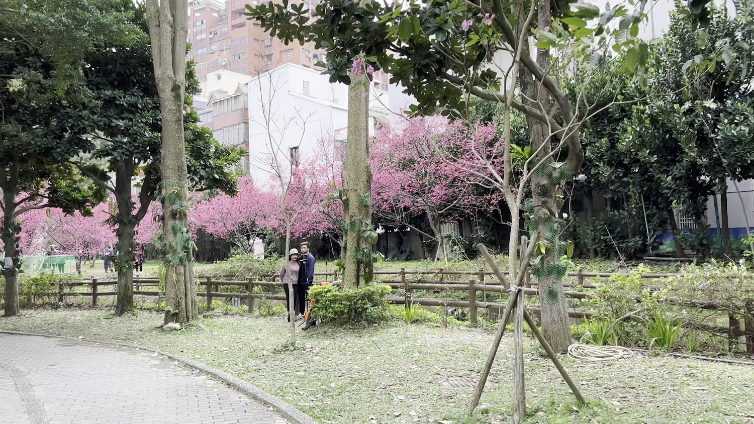 莒光環保公園城市公園櫻花與步道景色