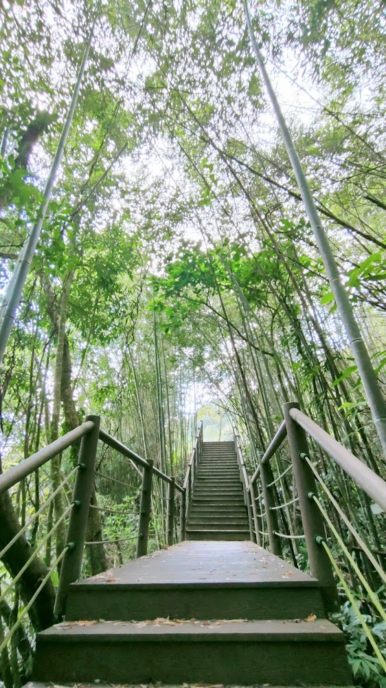 森林木棧道階梯