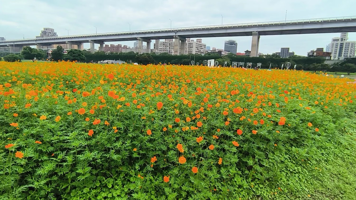 新北河濱蝶戀季橘色花田與都市景觀