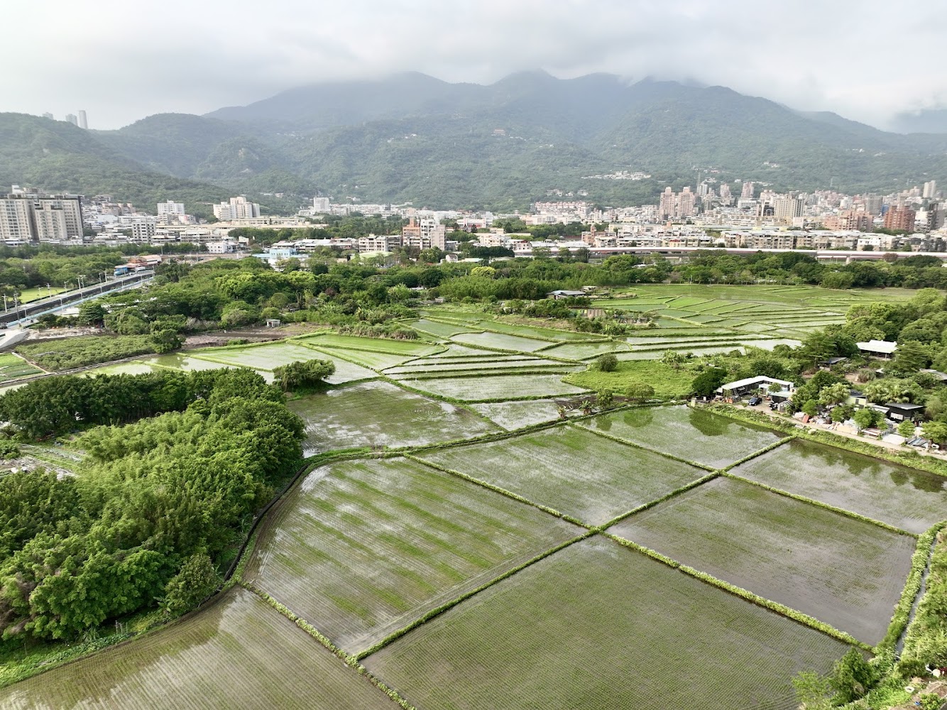 關渡水田與遠山高樓交錯景觀