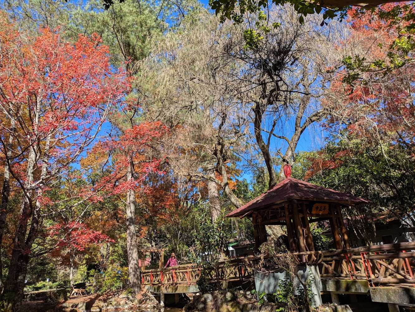 武陵農場小木橋與秋日紅葉景色