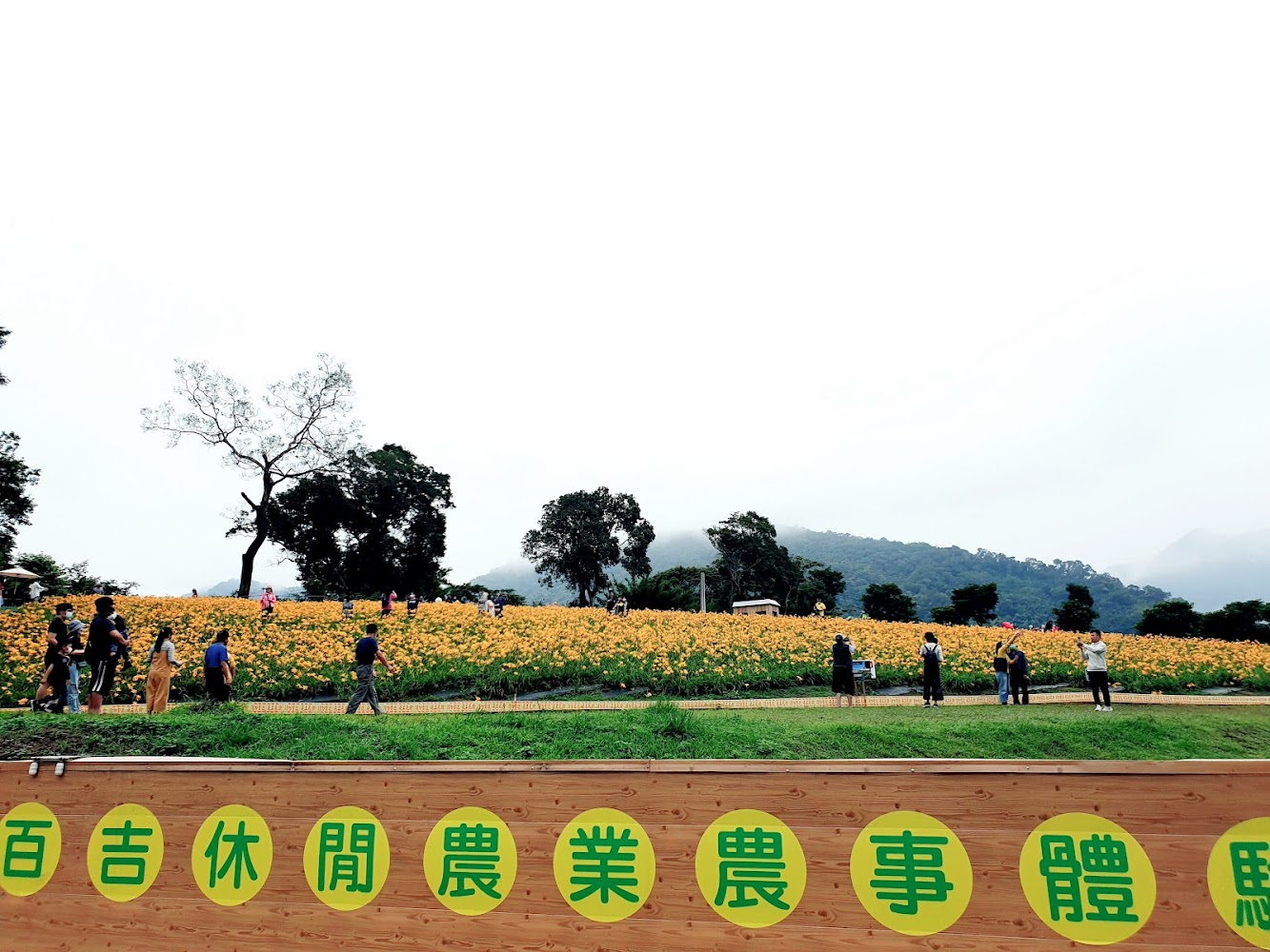 大片黃花田裡有許多遊客賞花拍照,前景有木牌子