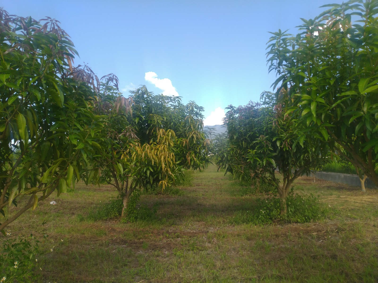 花蓮玉里夏雪芒果農場果樹整齊排列藍天山景