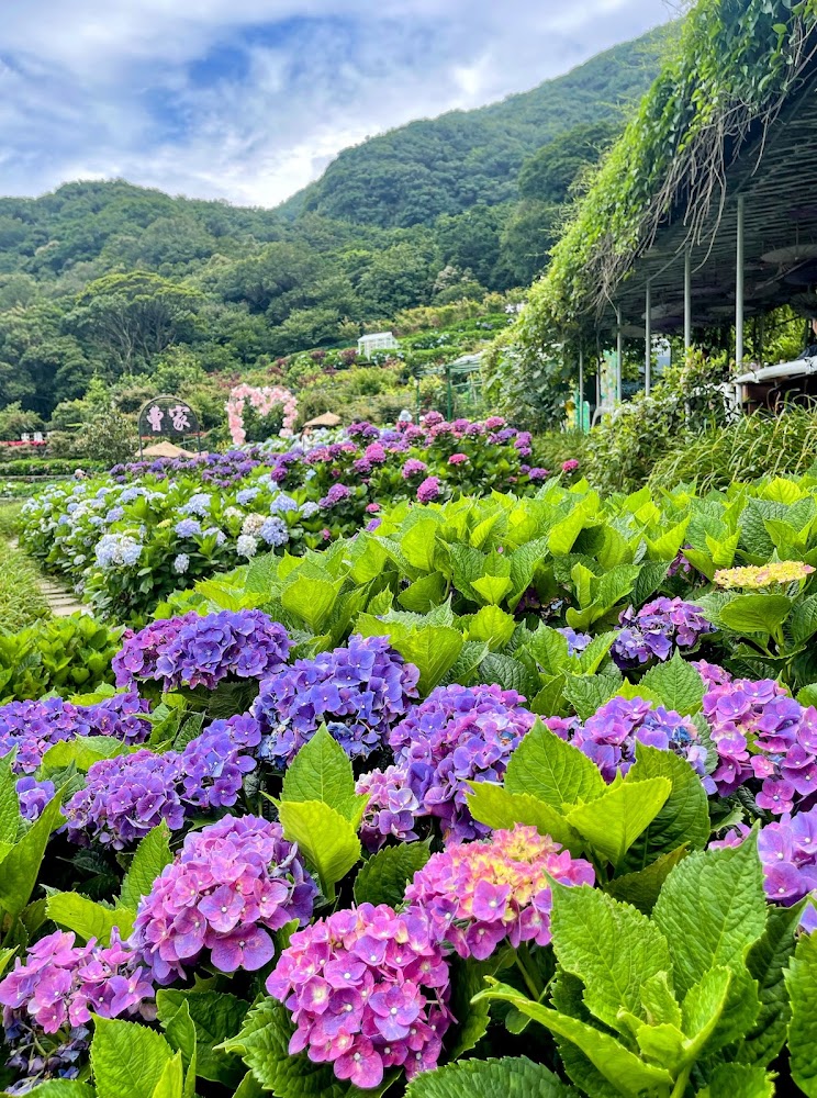 彩色繡球花田與青山背景