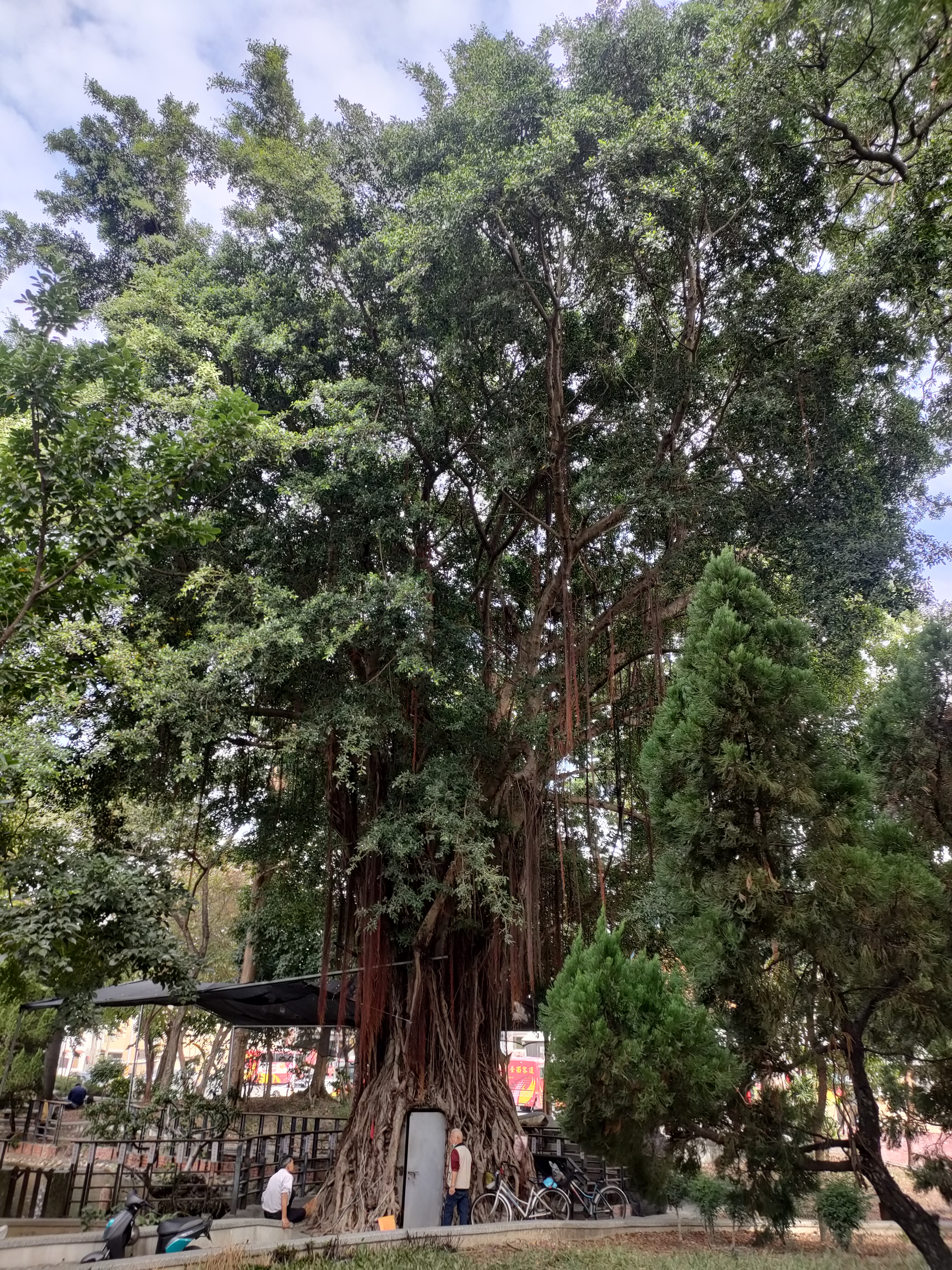 大崙腳公園大榕樹