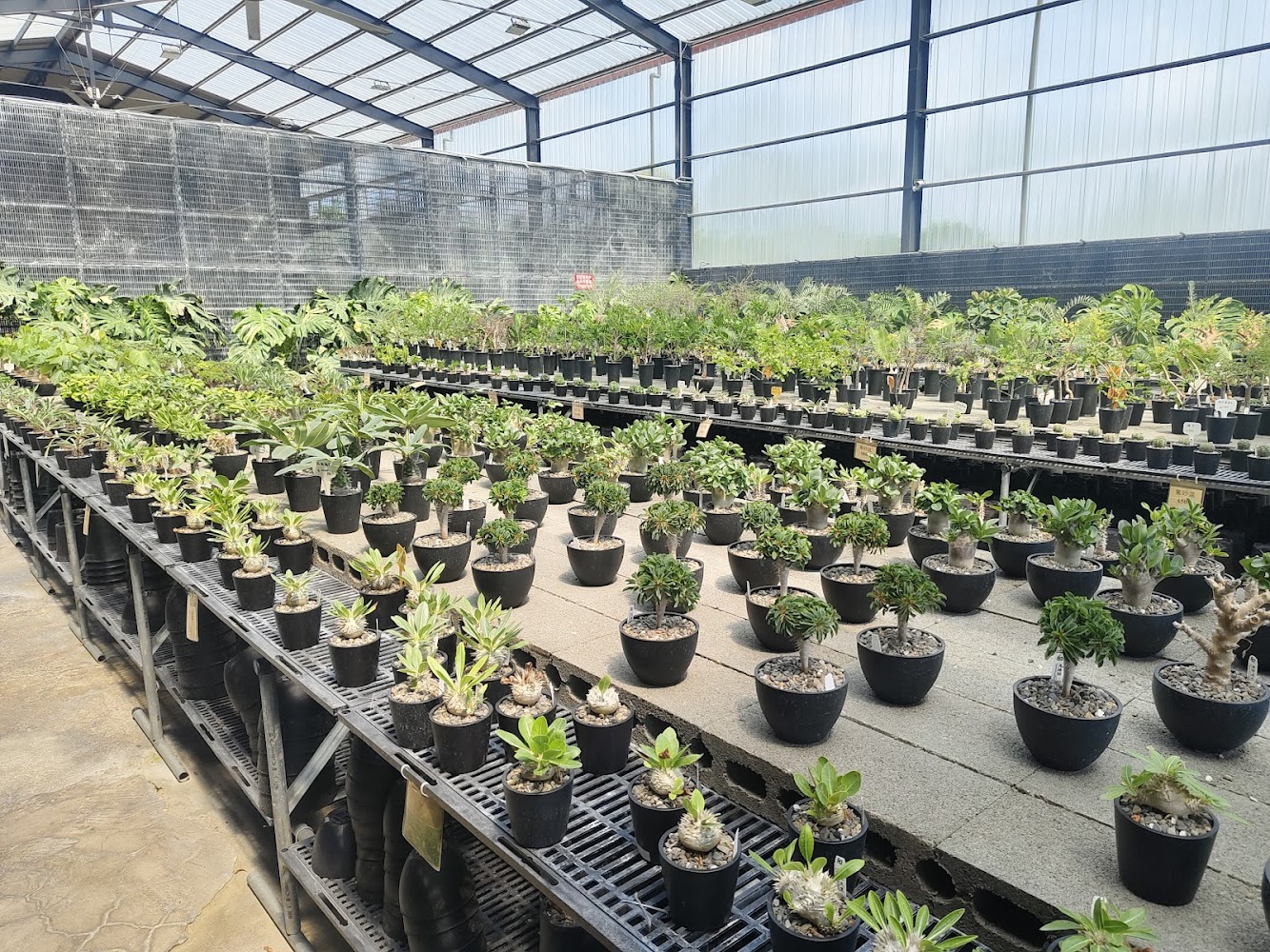 塊根植物園室內展示多種盆栽植物