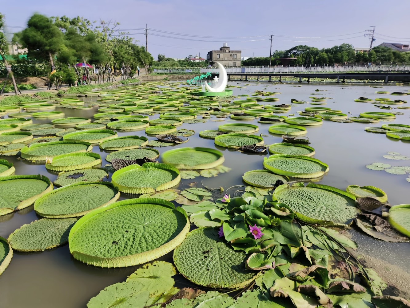觀音區蓮花園休閒農業區大王蓮池