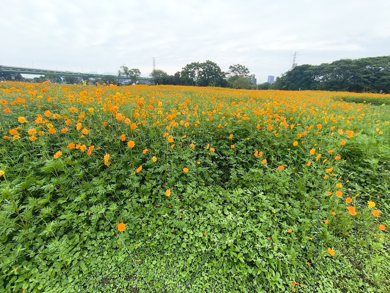 這張圖片以一大片盛開的黃色花田為主景，花叢茂密，景緻遼闊，後方有樹林和天空，整體充滿自然生機。