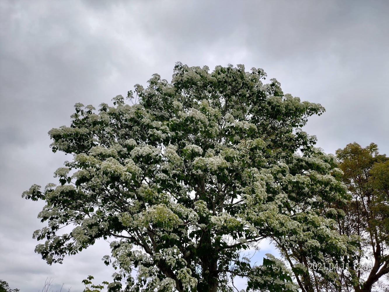 盛開白花的大樹
