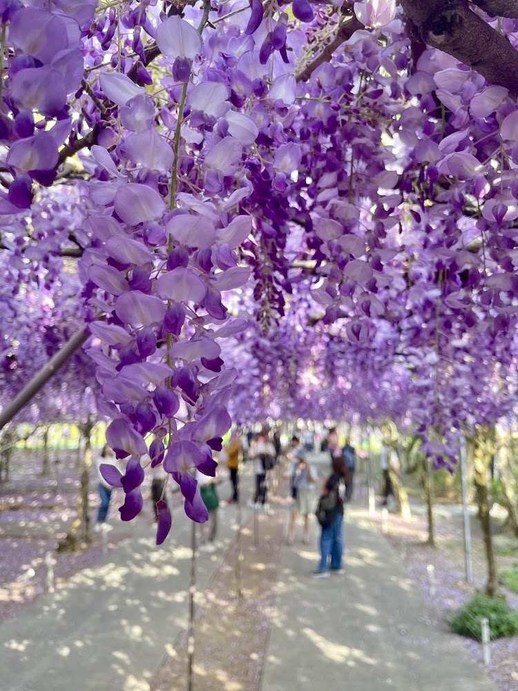 遊客走在淡水紫藤花園二號水源園區花廊下