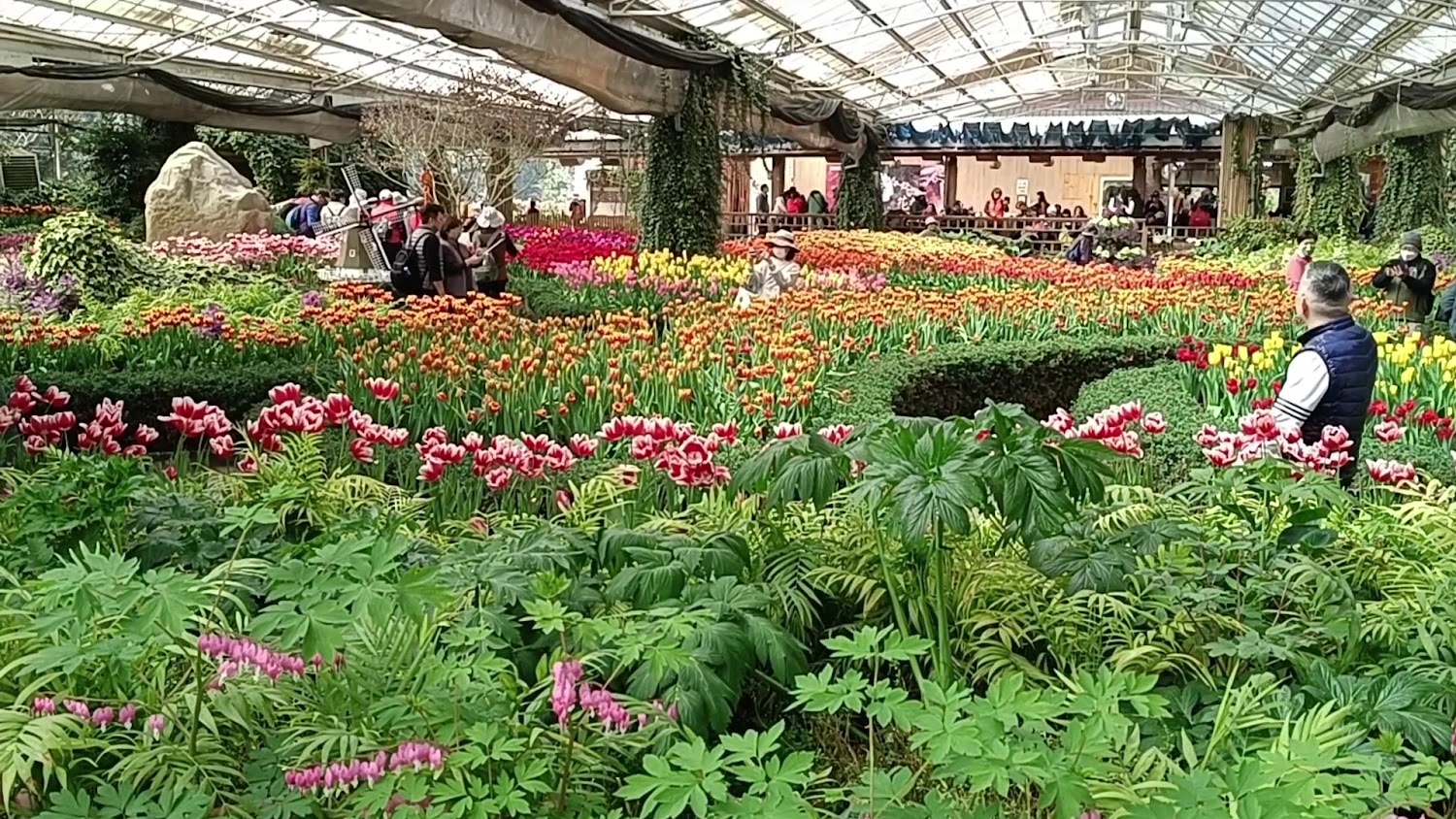 杉林溪溫室花園鬱金香花海
