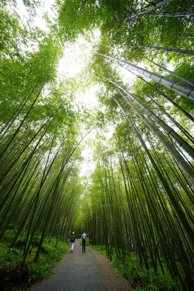 竹林秘境步道與茂密竹海