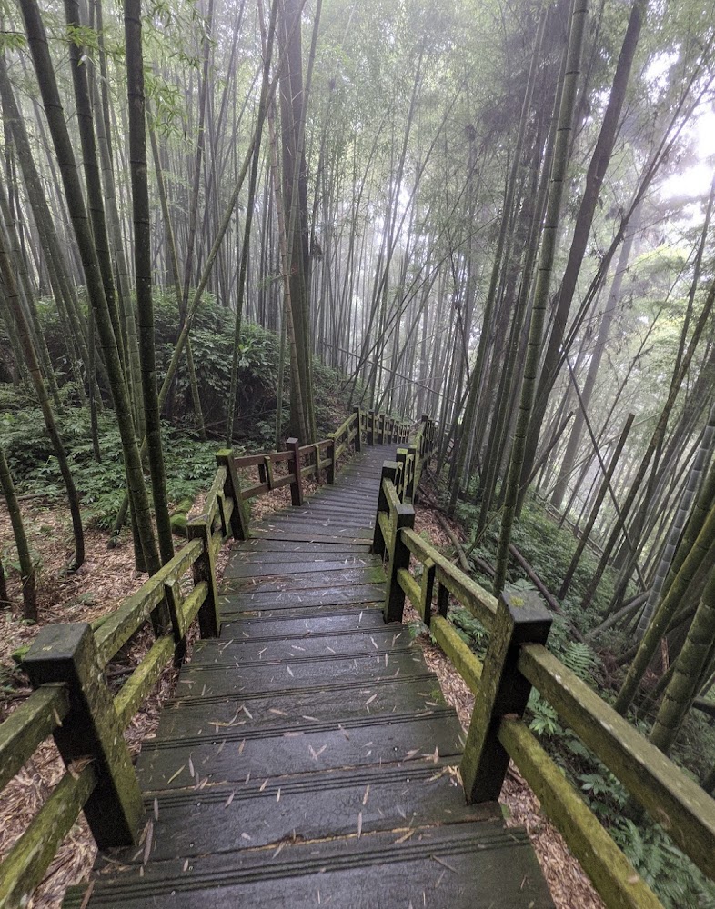 阿里山隙頂雲海竹林步道