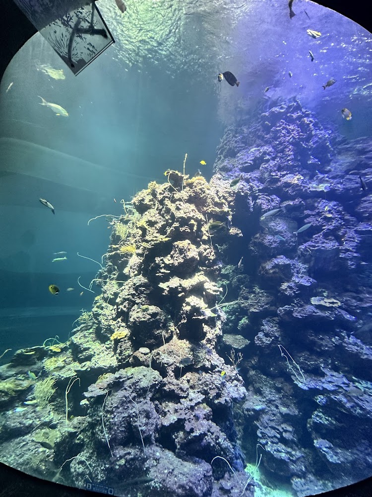 大型珊瑚礁水缸與熱帶魚