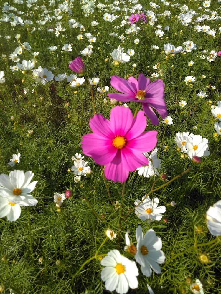 近處為粉紅色波斯菊,遠處佈滿白色波斯菊的花田