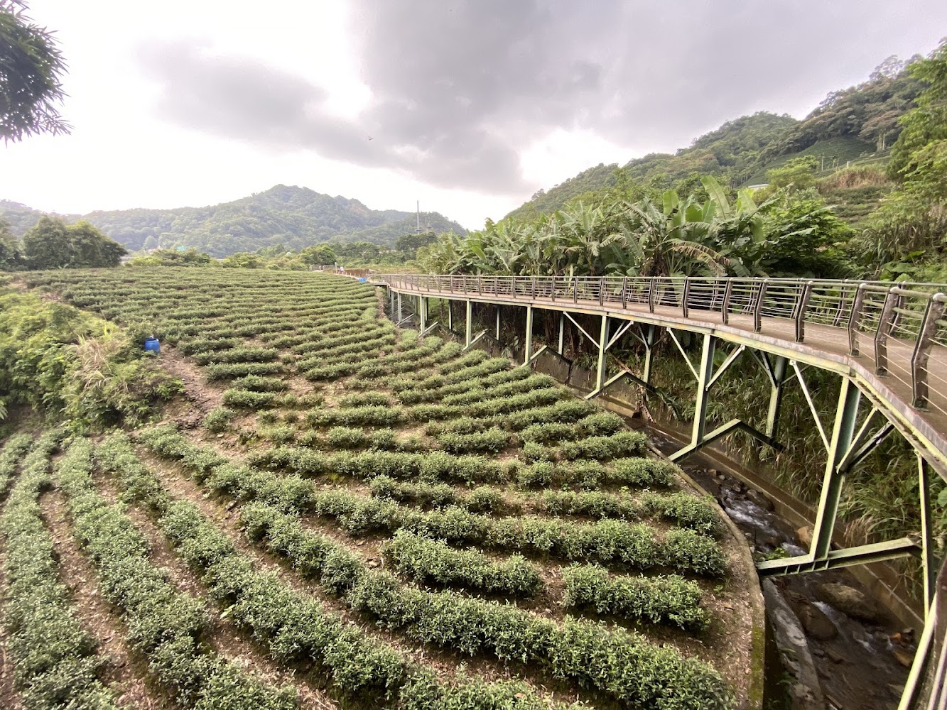 整齊茶園旁的人行步道與綠色山稜