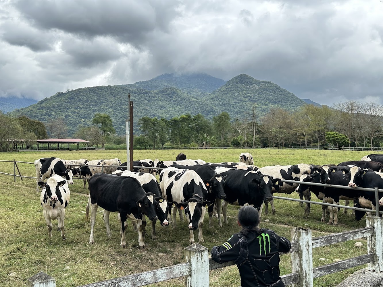 瑞穗牧場乳牛與山景
