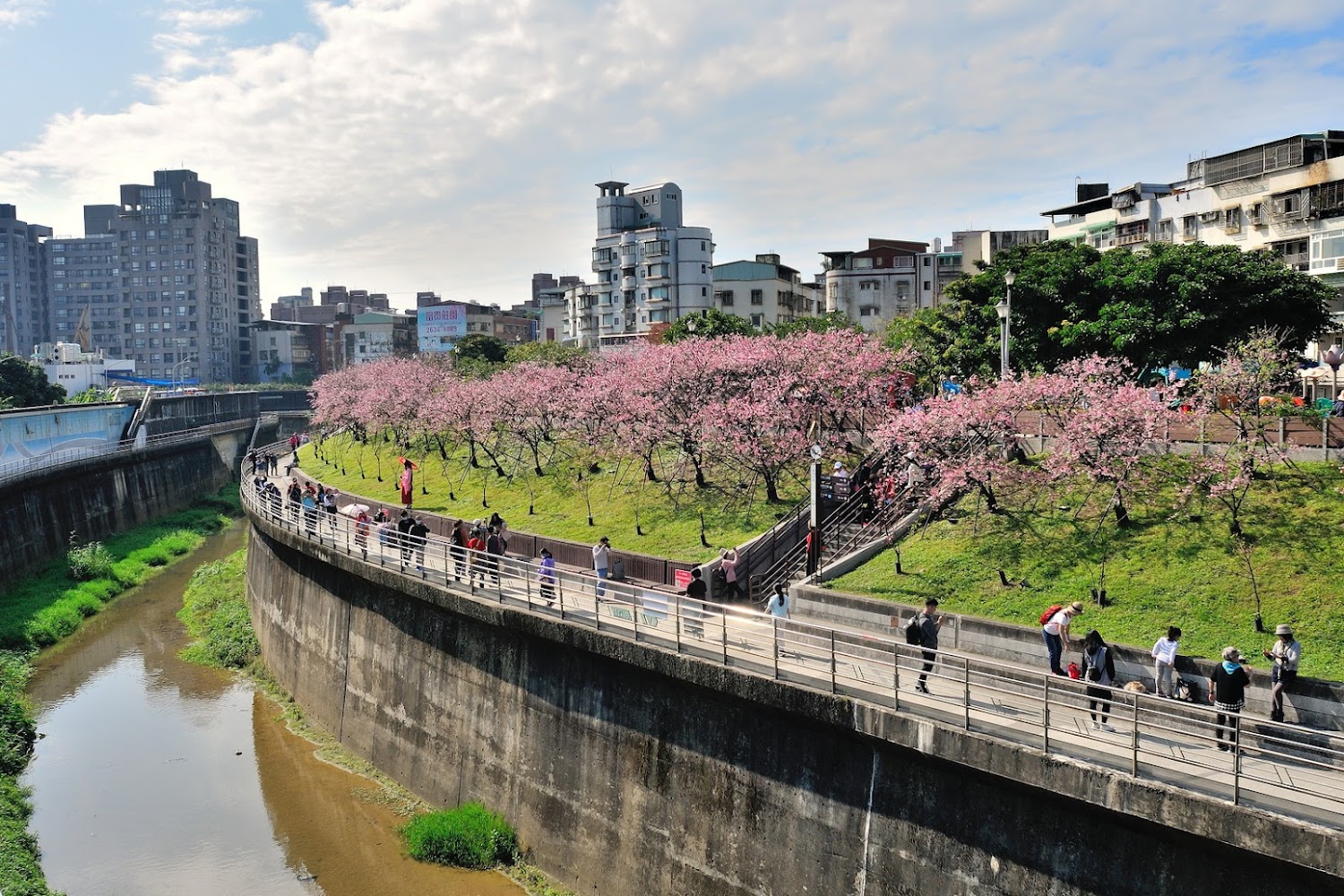 樂活公園櫻花步道與人潮
