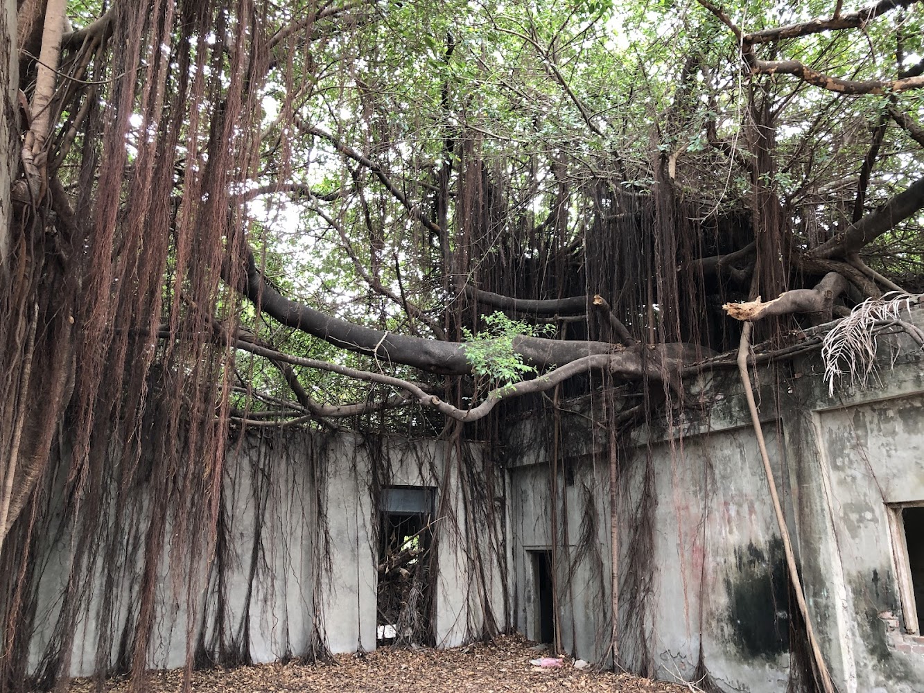 番茄會社老建築與樹根景觀