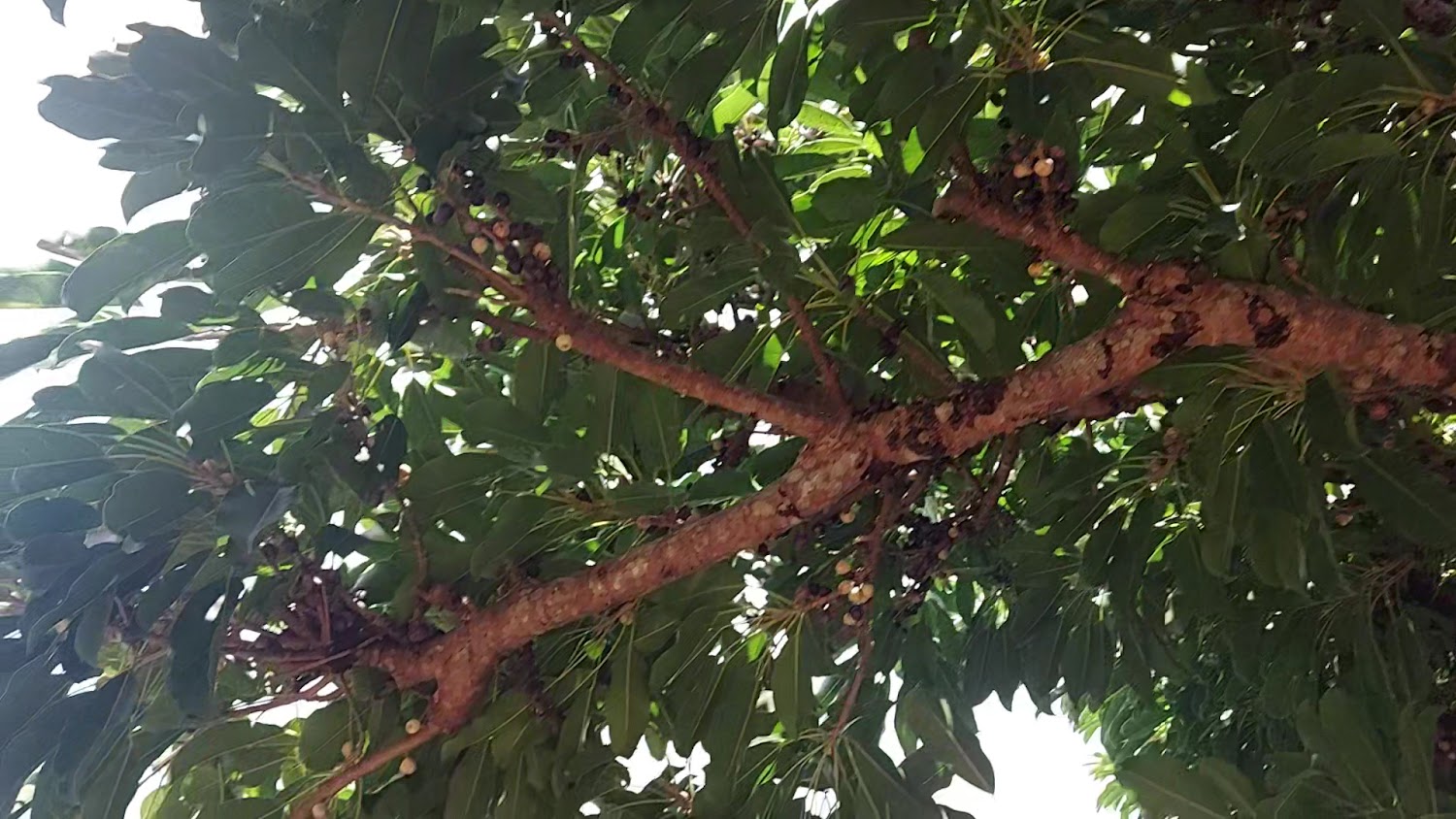 墾丁國家公園果樹與茂密綠葉